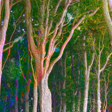 Laden Sie das Bild in den Galerie-Viewer, DER MÄDCHENWALD