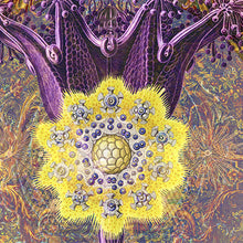 Laden Sie das Bild in den Galerie-Viewer, VENUS MYRTUS