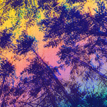 Load image into Gallery viewer, ALBERI